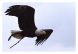 Click to view section